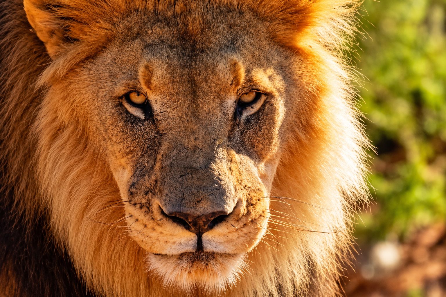 Guided Safari Tours